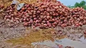 बेमौसम बारिश और ओले गिरने से नासिक में फसलों को भारी नुकसान