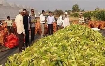 सिर्फ 3 महीने में लाखों की कमाई, स्वीट कॉर्न खेती बनी किसानों का नया मुनाफे वाला कारोबार