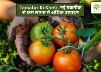 Tamatar Ki Kheti: नई तकनीक से कम लागत में अधिक उत्पादन