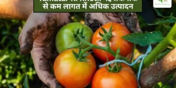 Tamatar Ki Kheti: नई तकनीक से कम लागत में अधिक उत्पादन