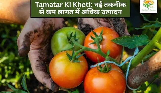Tamatar Ki Kheti: नई तकनीक से कम लागत में अधिक उत्पादन