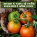 Tamatar Ki Kheti: नई तकनीक से कम लागत में अधिक उत्पादन