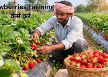 कम लागत में strawberries farming कैसे करें? जो किसानों को बनाएंगे सफल (2026 गाइड)