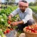 कम लागत में strawberries farming कैसे करें? जो किसानों को बनाएंगे सफल (2026 गाइड)