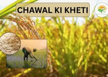 Chawal Ki Kheti (rice cultivation) बेहतर गुणवत्ता के साथ नई दिशा