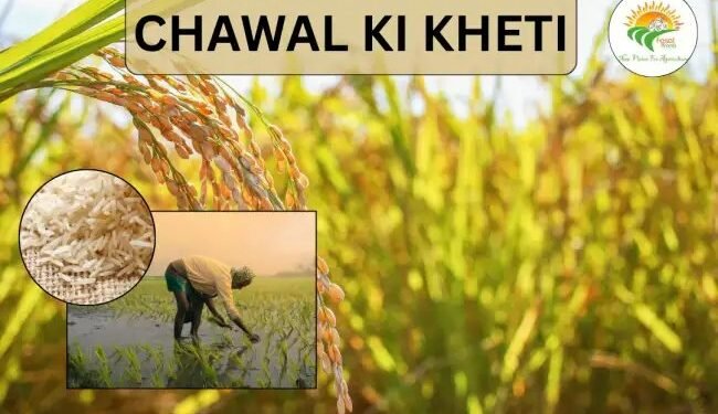 Chawal Ki Kheti (rice cultivation) बेहतर गुणवत्ता के साथ नई दिशा