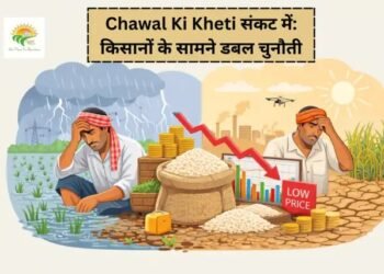 Chawal Ki Kheti संकट में: किसानों के सामने डबल चुनौती