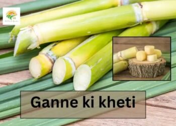 Ganne ki kheti भुगतान को लेकर सरकार पर दबाव: किसानों की बढ़ती चिंता