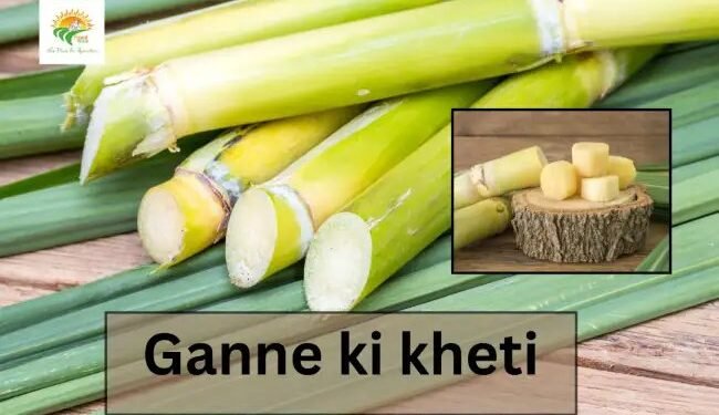 Ganne ki kheti भुगतान को लेकर सरकार पर दबाव: किसानों की बढ़ती चिंता