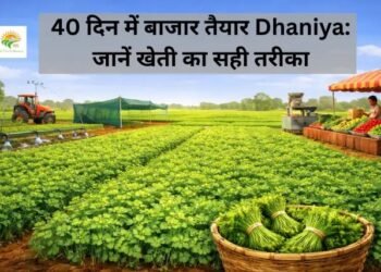40 दिन में बाजार तैयार Dhaniya: जानें खेती का सही तरीका