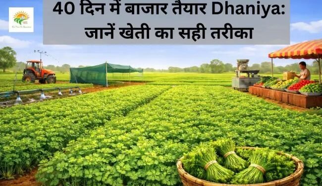 40 दिन में बाजार तैयार Dhaniya: जानें खेती का सही तरीका