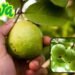 Guava सेहत का खजाना और किसानों की नई उम्मीद