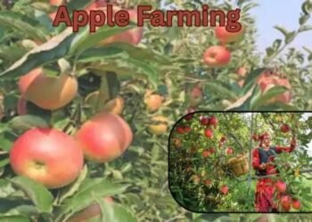 Apple Farming में सफलता के लिए जरूरी तकनीक और ज्ञान
