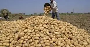 पश्चिम बंगाल: 2-3 टका में बिक रहा आलू, किसान बेहाल! लागत भी नहीं निकल रही, बढ़ा संकट