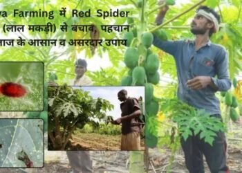 Papaya Farming में Red Spider Mites (लाल मकड़ी) पहचान, रोकथाम और इलाज के 7 असरदार तरीके