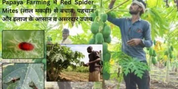 Papaya Farming में Red Spider Mites (लाल मकड़ी) पहचान, रोकथाम और इलाज के 7 असरदार तरीके