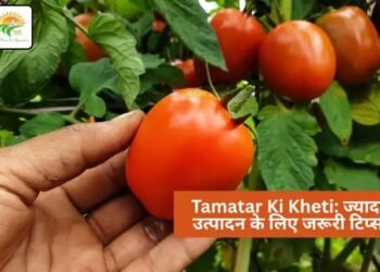 Tamatar Ki Kheti: ज्यादा उत्पादन के लिए जरूरी टिप्स