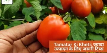 Tamatar Ki Kheti: ज्यादा उत्पादन के लिए जरूरी टिप्स