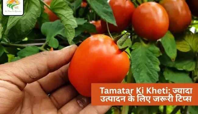 Tamatar Ki Kheti: ज्यादा उत्पादन के लिए जरूरी टिप्स