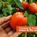 Tamatar Ki Kheti: ज्यादा उत्पादन के लिए जरूरी टिप्स