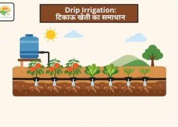 Drip Irrigation: टिकाऊ खेती का समाधान