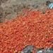 टमाटर के दाम गिरे, मार्च में किसानों को झेलना पड़ा नुकसान