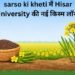 sarso ki kheti में Hisar University की नई किस्म लॉन्च