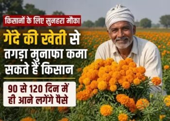 दे की खेती से चमकेगी किस्मत! 90-120 दिन में तैयार फसल, कम लागत में तगड़ा मुनाफा कमा रहे किसान