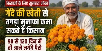 दे की खेती से चमकेगी किस्मत! 90-120 दिन में तैयार फसल, कम लागत में तगड़ा मुनाफा कमा रहे किसान