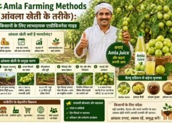 Amla Farming Methods (आंवला खेती के तरीके) किसानों के लिए लाभदायक एग्रीबिजनेस गाइड