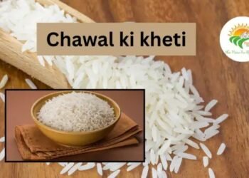 Chawal Ki Kheti पर संकट: एशिया में संसाधनों की कमी