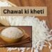 Chawal Ki Kheti पर संकट: एशिया में संसाधनों की कमी