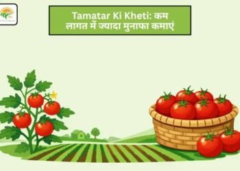Tamatar Ki Kheti: कम लागत में ज्यादा मुनाफा कमाएं
