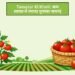 Tamatar Ki Kheti: कम लागत में ज्यादा मुनाफा कमाएं