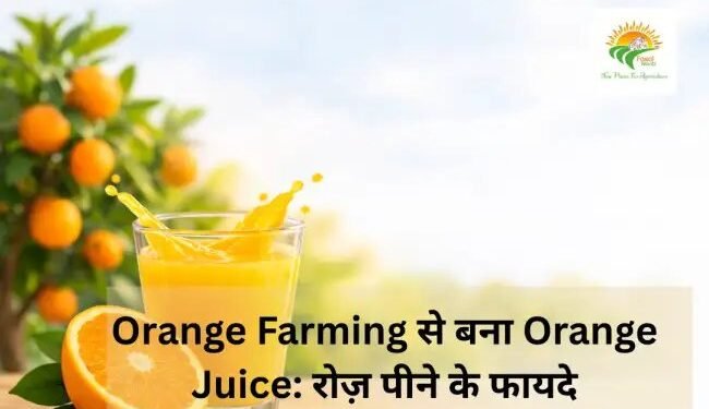 Orange Farming से बना Orange Juice: रोज़ पीने के फायदे