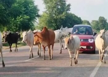 आवारा मवेशियों पर सख्ती: हिमाचल में ‘गोपाल योजना’ को मिला 14.68 करोड़ का बूस्टर