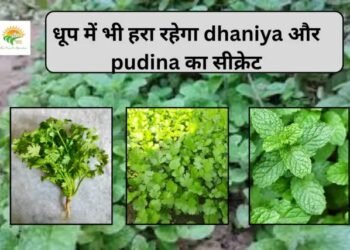 धूप में भी हरा रहेगा dhaniya और pudina का सीक्रेट