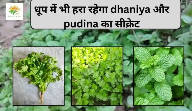 धूप में भी हरा रहेगा dhaniya और pudina का सीक्रेट