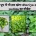 धूप में भी हरा रहेगा dhaniya और pudina का सीक्रेट