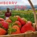 Strawberry Farm का बिजनेस प्लान कम लागत, हाई प्रॉफिट