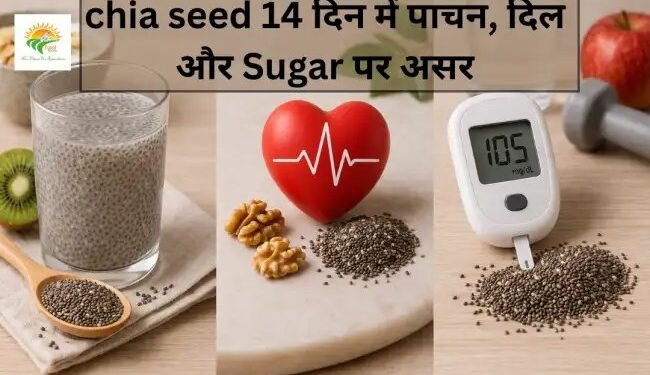 chia seed 14 दिन में पाचन, दिल और Sugar पर असर