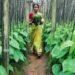 बिहार में ‘मगही पान’ को बढ़ावा देने के लिए नई योजना, किसानों को 11,750 रुपये तक की सहायता