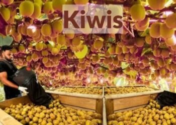Kiwis की ऑर्गेनिक खेती एक टिकाऊ भविष्य की ओर – किसानों के लिए शक्तिशाली और लाभदायक मार्गदर्शिका