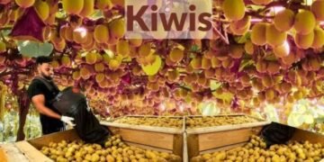 Kiwis की ऑर्गेनिक खेती एक टिकाऊ भविष्य की ओर – किसानों के लिए शक्तिशाली और लाभदायक मार्गदर्शिका