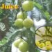 Amla Juice पीने के 10 ऐसे फायदे जो आपको हैरान कर देंगे?