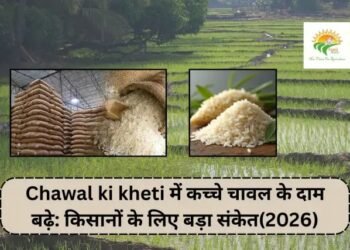 Chawal ki kheti में कच्चे चावल के दाम बढ़े: किसानों के लिए बड़ा संकेत(2026)