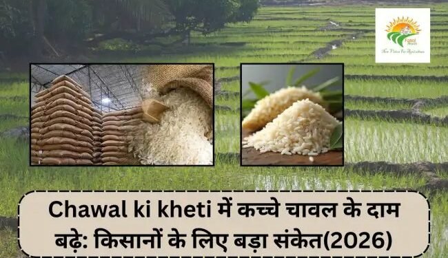Chawal ki kheti में कच्चे चावल के दाम बढ़े: किसानों के लिए बड़ा संकेत(2026)