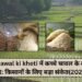 Chawal ki kheti में कच्चे चावल के दाम बढ़े: किसानों के लिए बड़ा संकेत(2026)