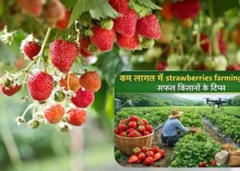 कम लागत में strawberries farming कैसे करें? सफल किसानों के टिप्स