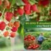 कम लागत में strawberries farming कैसे करें? सफल किसानों के टिप्स